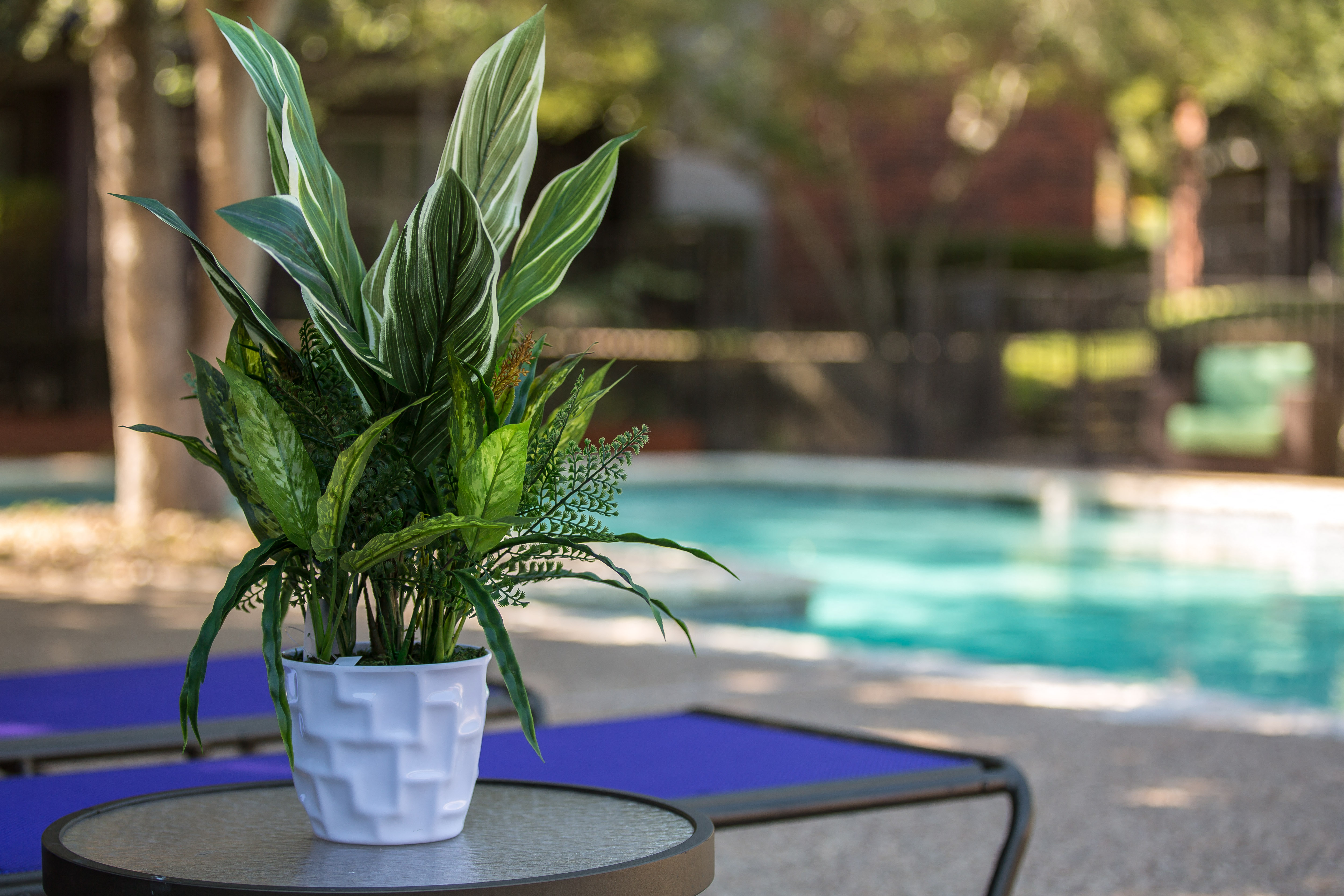 Photos and Video of The Violet in Austin, TX